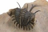 Trident Walliserops Trilobite - Exceptional Preparation #300605-5